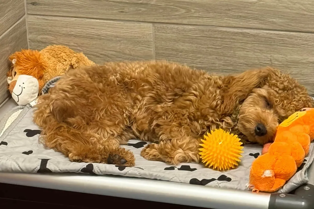 Dogs enjoying supervised boarding care