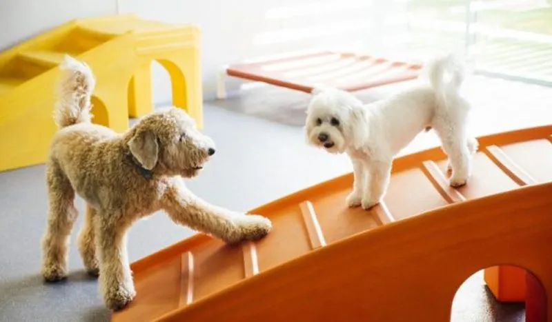 Dogs enjoying daycare playtime