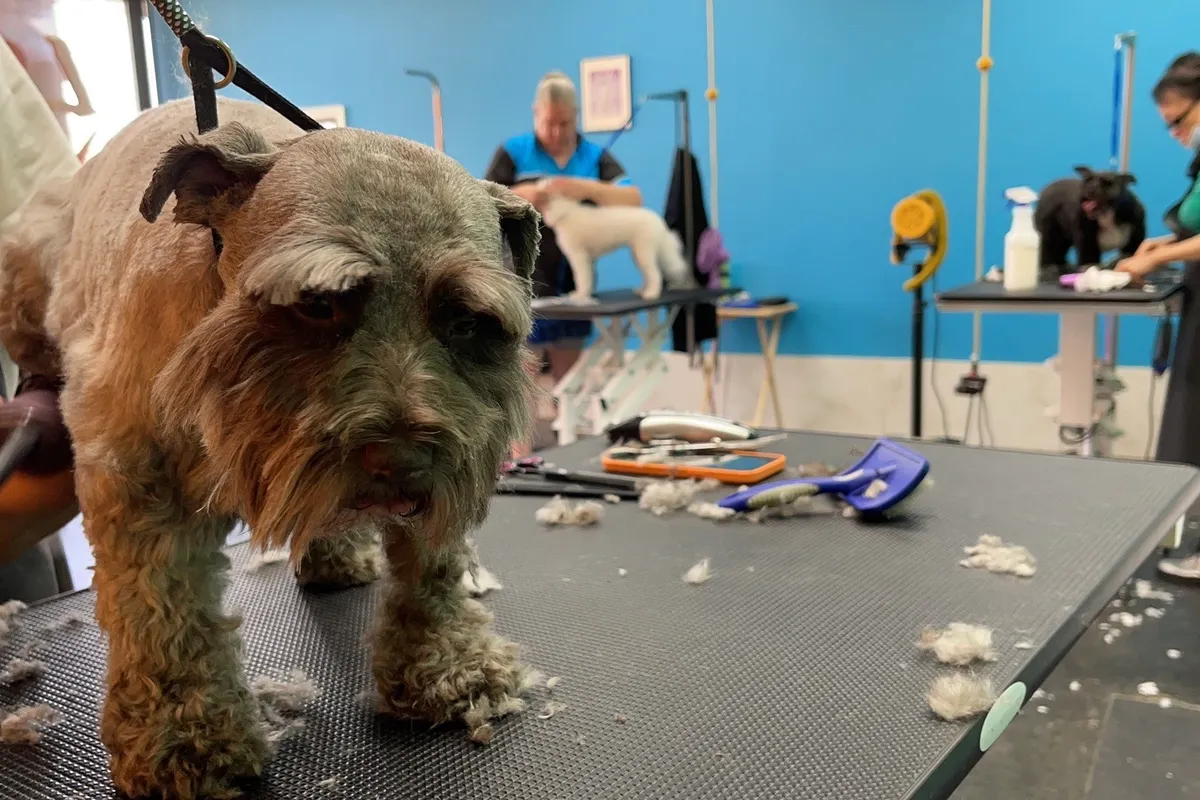 A freshly groomed dog at La Pawz Dog Care