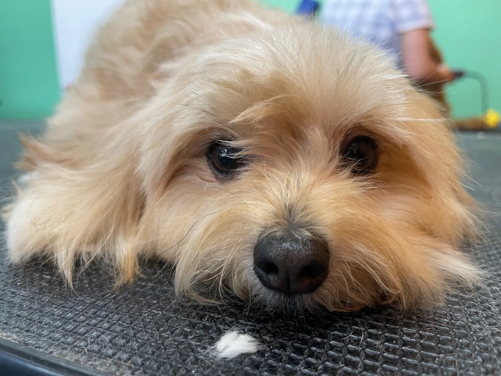 Happy dogs receiving attentive care at La Pawz Dog Care